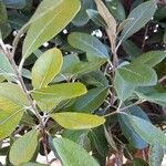 Feijoa sellowiana Leaf