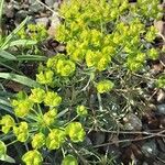 Euphorbia cyparissias Blomma