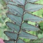Adiantum latifolium List