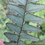 Adiantum latifolium ഇല