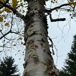 Betula maximowicziana Bark