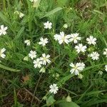 Moehringia ciliata Flower