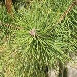 Pinus nigra Blad