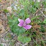 Malva sylvestris Λουλούδι