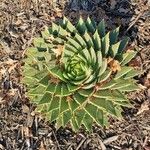 Aloe polyphylla Blad