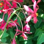 Epidendrum spp.花