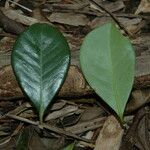 Psidium cattleyanum ഇല