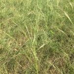 Stipa capillata Blodyn