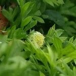 Cotula australis Flower