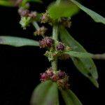 Ammannia baccifera Alkat (teljes növény)