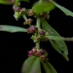 Ammannia baccifera 整株植物