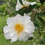 Camellia sasanqua花