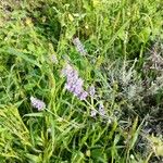 Lavandula × intermedia Flower