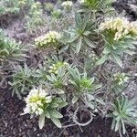 Echium brevirame Cvijet