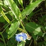 Commelina ensifolia 花