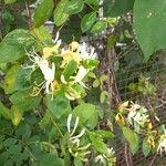 Lonicera japonica Blomma