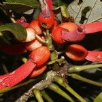 Erythrina globocalyx Vaisius