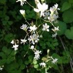 Saxifraga cuneifoliaFloro