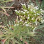 Echium brevirame Cvijet