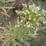 Echium brevirame Flower