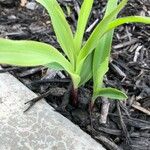 Allium tricoccum Feuille