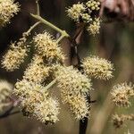 Combretum collinum Flower