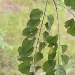 Pterocarpus angolensis Folha