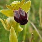 Ophrys fusca Λουλούδι