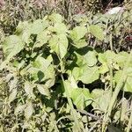 Abutilon theophrasti Vekstform