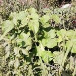 Abutilon theophrasti Hàbitat