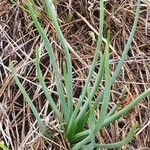 Bulbine abyssinica Folha