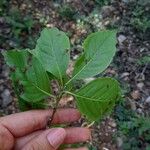 Exostema caribaeum Leaf