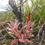 Melaleuca pancheri 葉