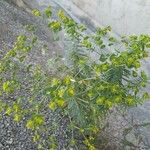 Euphorbia segetalis 花