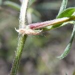 Vicia benghalensis Casca