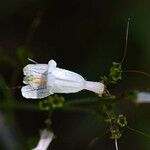 Penstemon arkansanus Blomst