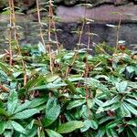 Berberis julianae 其他