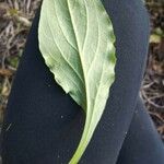 Silene latifolia Folio