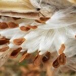 Asclepias speciosa Fruit