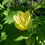 Liriodendron tulipiferaКветка