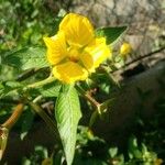 Ludwigia grandiflora Flower