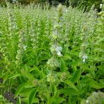 Ocimum americanum Лист