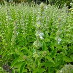 Ocimum americanum পাতা