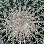 Echinocactus grusonii 葉