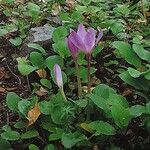 Colchicum speciosum 形态