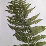 Dryopteris filix-mas पत्ता