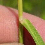 Brachypodium pinnatum Leaf