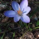 Crocus corsicus Flower