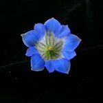 Gentiana meiantha Flower