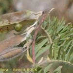 Vicia cusnae Frukt